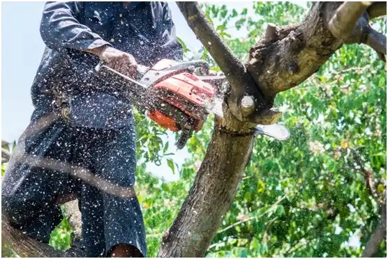 tree services Hominy